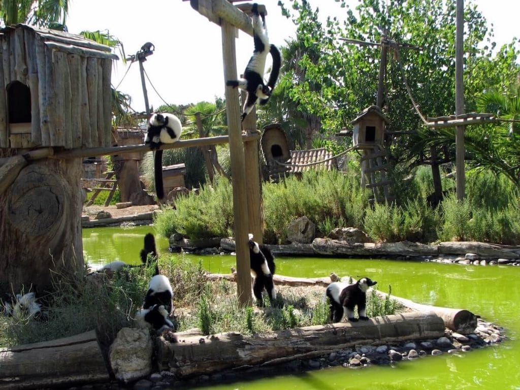 lemurs em uma ilha no Zoológico de Lagos