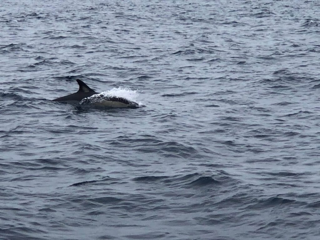 um golfinho comum nadando na costa de Albufeira