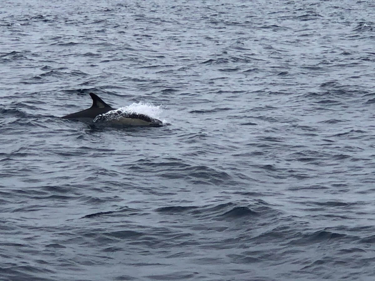 Un delfine nadándose en la Costa de Albufeira, Algarve, Portugal