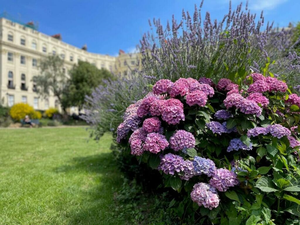 the beautiful garden of Brunswick Square with lavender and flowers, Brighton