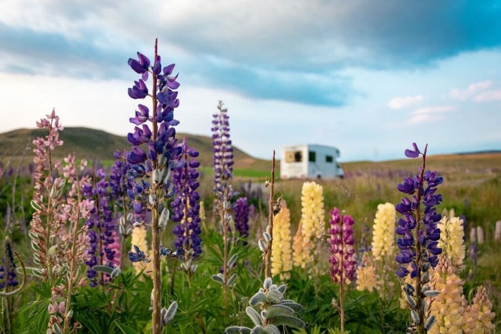 Some purple, red and yellow flowers on a road in the UK and a white campervan in the background