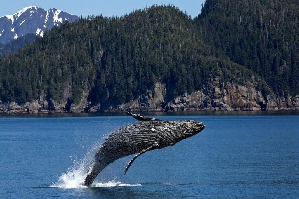 A humpback whale jumping on ocean with some mountains in the background