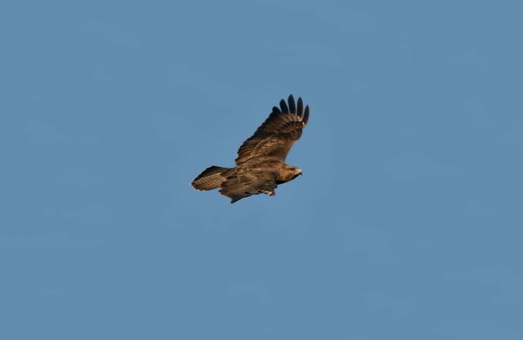Uma bela Águia-de-asa-redonda voando pelo céu