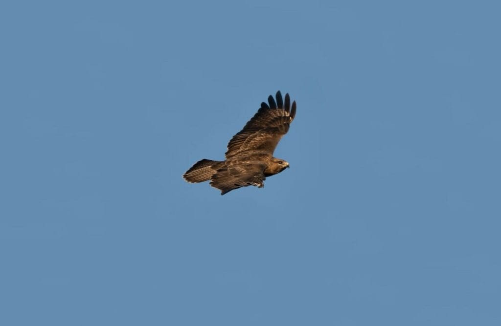 A graceful Common Buzzard flying soaring the skies