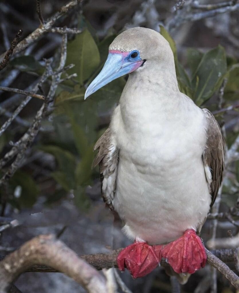 Red Footed Booby, Galapagos Islands, Ecuador