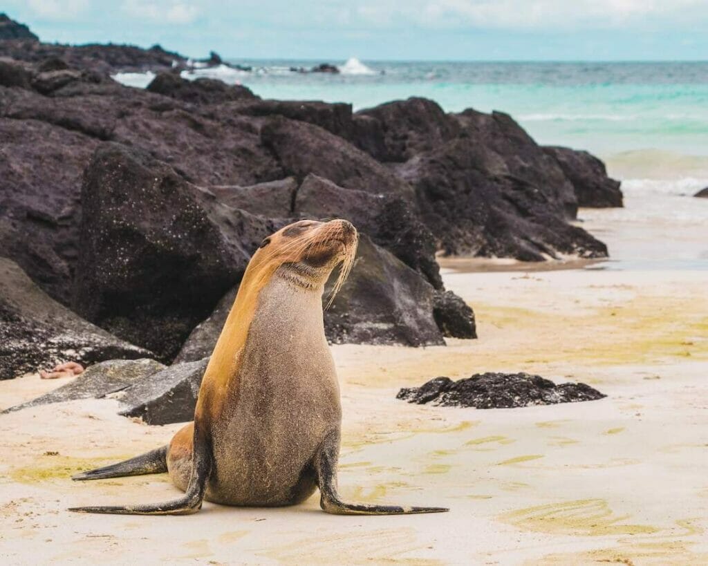 Sea lion from the Galapagos Islands, Ecuador