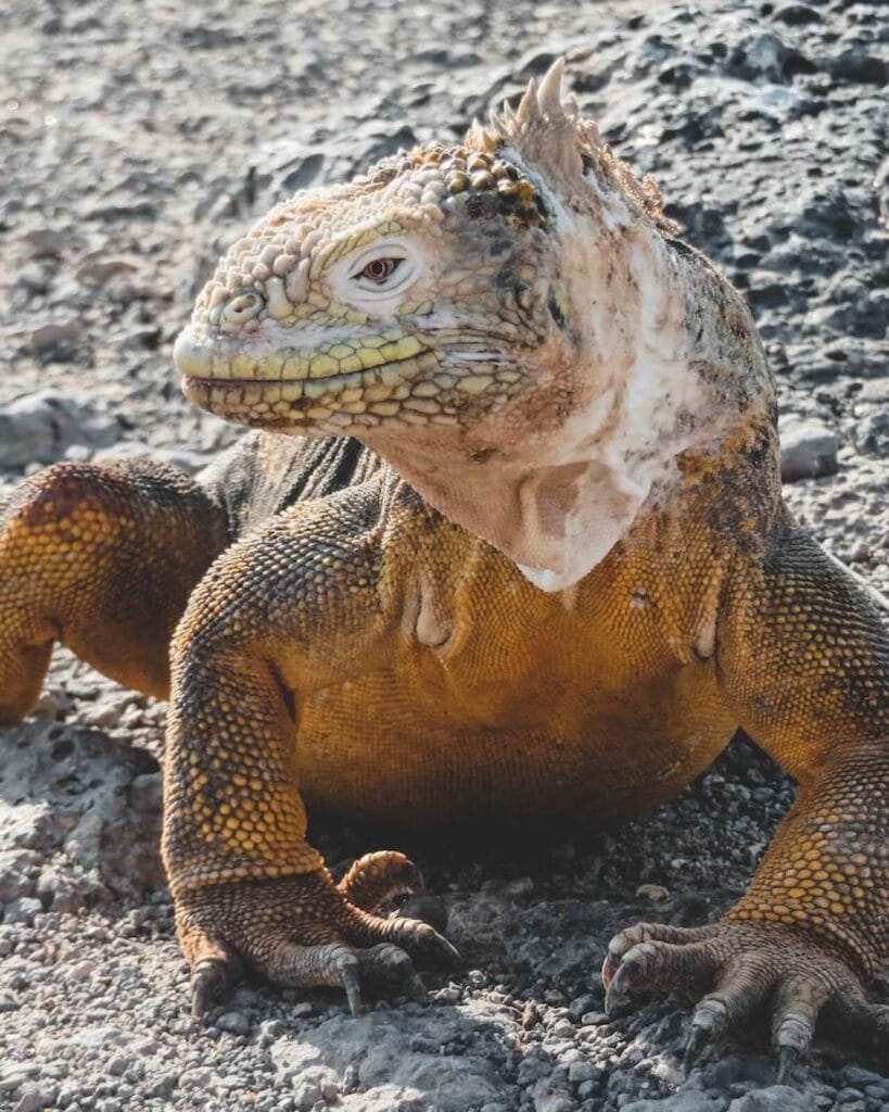 a marine iguana standing on pebbles on the Galapagos