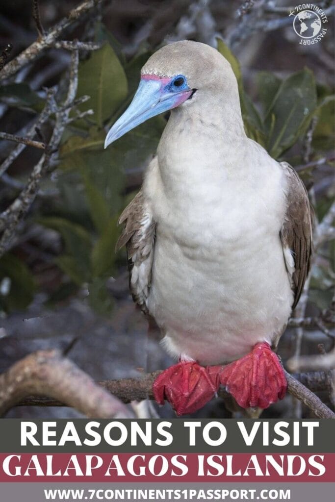 The History of the Galapagos and Why You Should Visit! 2