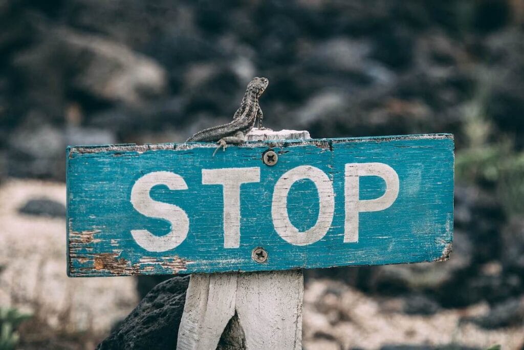 A lizard on the top of a stop sign on Galapagos Islands, Ecuador