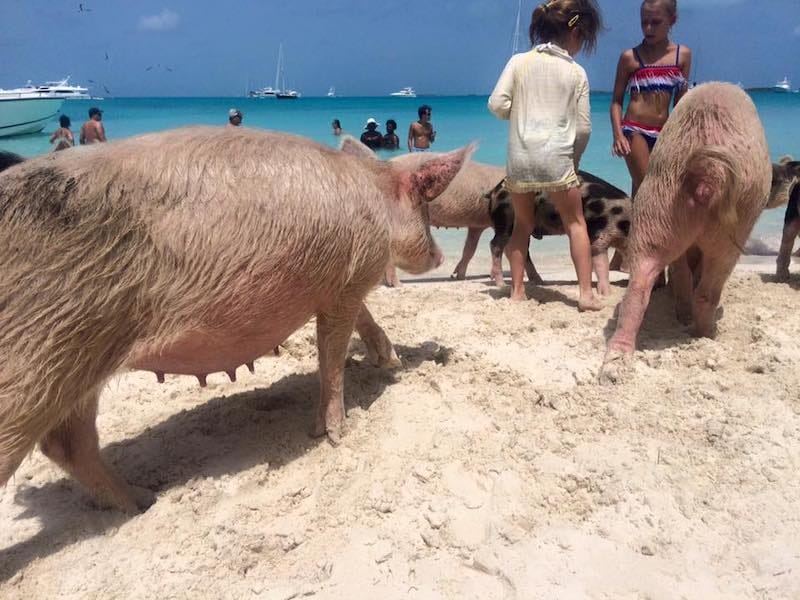 Two children playing with pigs and piglets at Pig Beach, Exuma, Bahamas, with some people in the crystal-clear water in the background