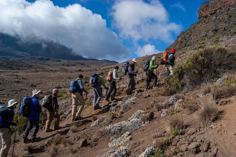 Line of hikers walking uphill in the mountains, moss, heather and small bushes on red coloured sand. This is the Route Rongai climbing Kilimanjaro. 