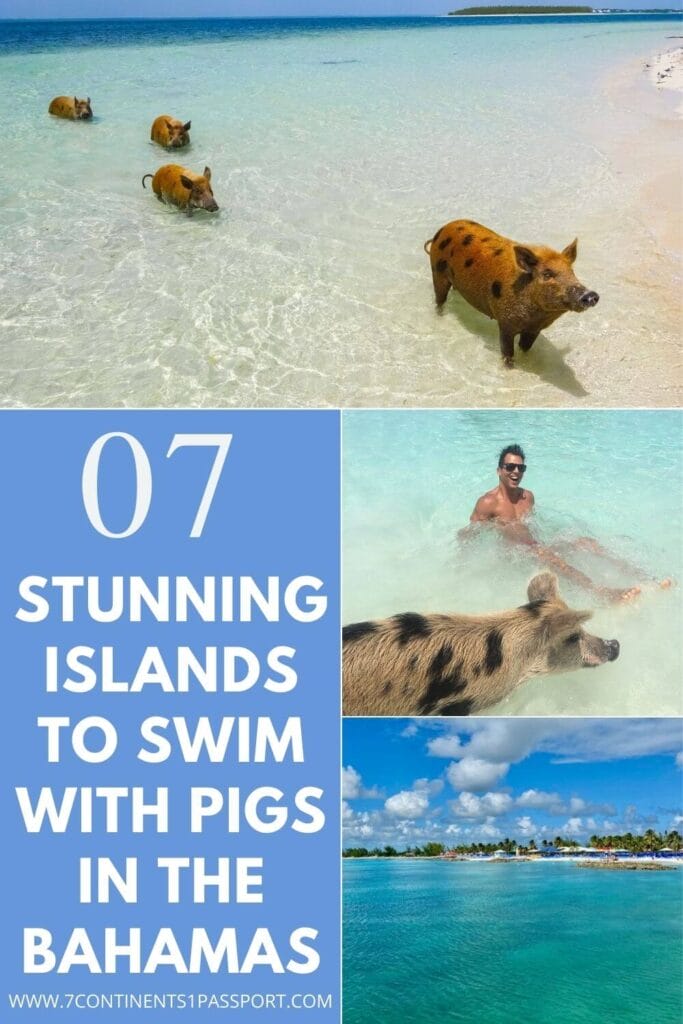 Where to Swim with Pigs in the Bahamas: 7 Stunning Pig Islands 2