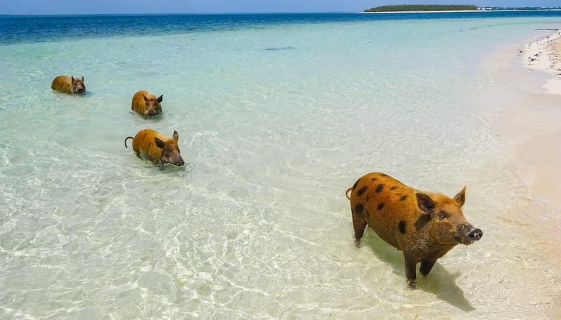 The swimming pigs of Abaco, the Bahamas