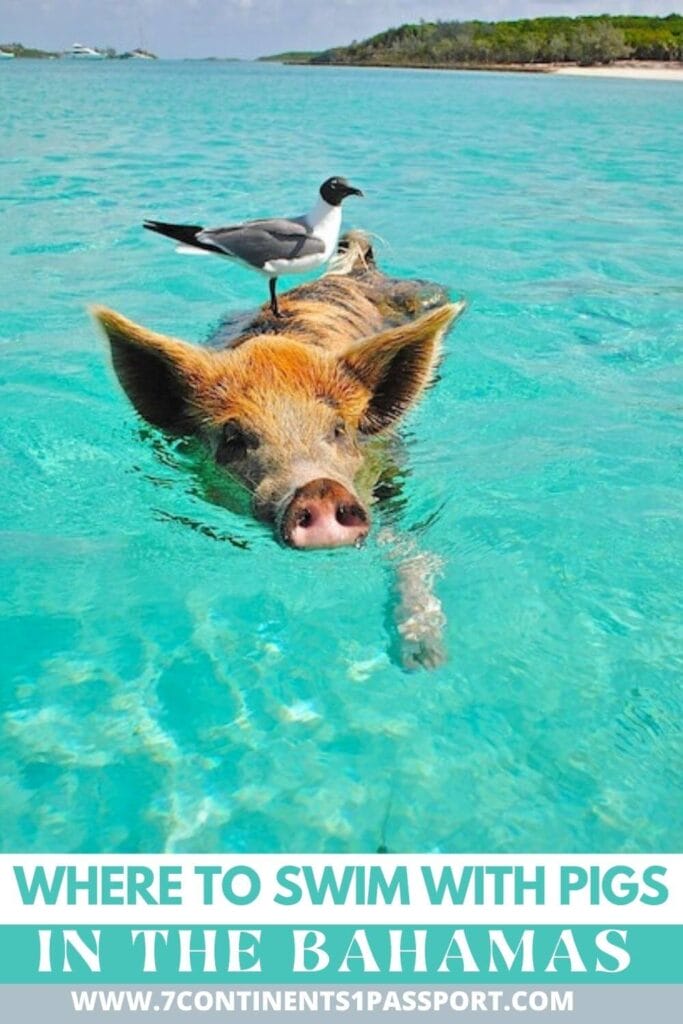 Where to Swim with Pigs in the Bahamas: 7 Stunning Pig Islands 3