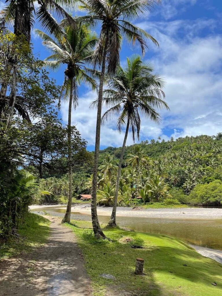 Algunos cocoteros y un pequeño río en la playa de Jeribucacu, Itacare, Bahía, Brasil