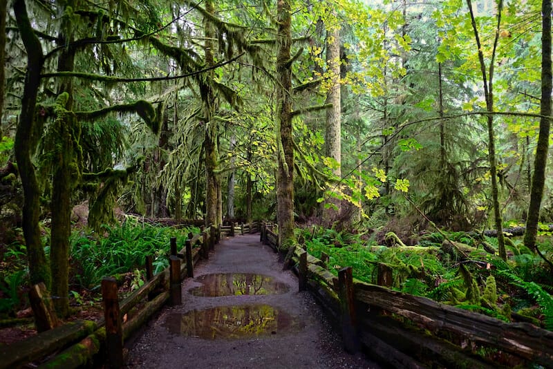 Path in the rain forest in Cathedral Grove on a rainy day. Mac Millan Provincial Park on Vancouver Island. Nanaimo. British Columbia. Canada