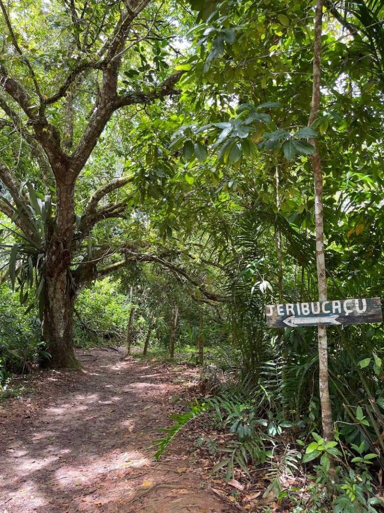 Jeribucacu trail, Itacare, Brazil