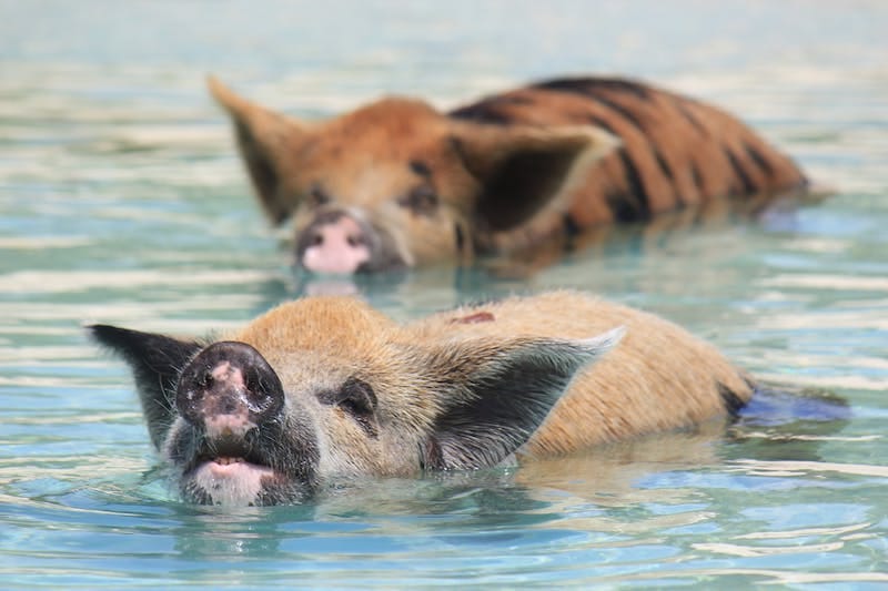 two brown and black pigs swimming in the sea in the Bahamas