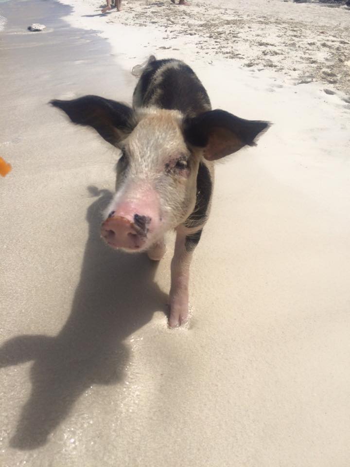 A brown and black short coated piglet roaming around the beach, the Bahamas