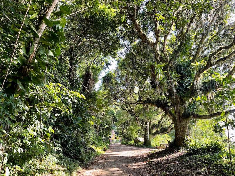 A hiking trail on Ilha Grande, Rio de Janeiro, Brazil